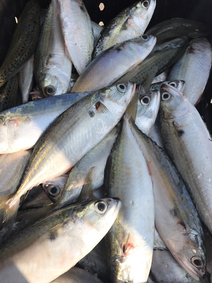 Frozen Horse Mackerel / Fish From Vietnam Cheap Price