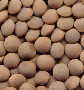 Lentejas rojas divididas de calidad Premium, tamaño 3,0-5,0mm - Product Image 2