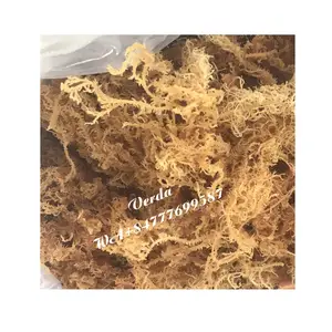 Secchi chondrus crispus mare muschio senza sale-Vietnam oro irish moss-Mare muschio bladderwrack bardana (WS0084587176063