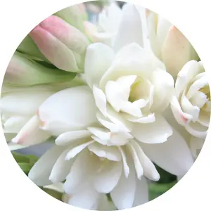 Vente en gros d'huile essentielle de tubéreuse pure-100% biologique, qualité supérieure pour l'aromathérapie, les parfums, le massage-prix de gros disponibles