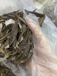 Murex operculo seco para hacer Perfume, precio barato - Product Image 6