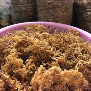 ต้นมอสทะเลสีทองและสีม่วง/มอสทะเลดิบ/สีขาว euchema cottonii สาหร่ายมิสลิลลี่ - Product Image 2