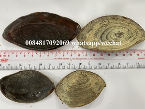 Operculum ซูเปอร์มาร์เก็ตจากทะเล,เวียดนาม - Product Image 6
