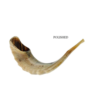 Shofar naturel offre passionnante Rosh Hashanah yéménite Kudu corne forme naturelle taille personnalisée excellente multicolore AZC/0222 100 pièces - Product Image 5