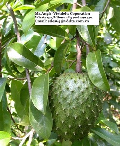 Corossol frais Offre Spéciale pour l'exportation du VIETNAM/mme LAURA + 84 896611913 - Product Image 3