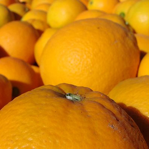 Oranges fraîches biologiques de Valence et nombril cultivées pour un goût premium - Product Image 3