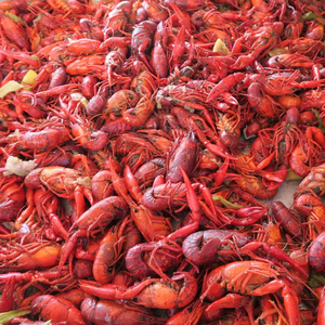 freshwater crawfish live crayfish alive in europe crawfish