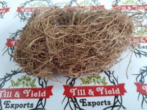 หญ้าแฝก-Vetiveria Zizanioides - Khus Khus - Product Image 6