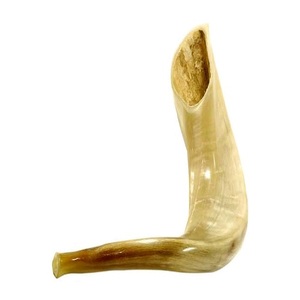 Claxon de Ram Natural/cuerno de oveja, cantidad a granel disponible para la venta - Product Image 3