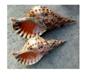 GELB HELM SHELL/CASSIS MADAGASCARIENSIS SHELL/RAMOSUS MUREX MUSCHEL (0084587176063 whatsapp)