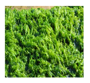 الطحالب الخضراء المجففة/الأعشاب البحرية الخضراء بسعر رخيص في 99 بيانات الذهب لتغذية الحيوانات