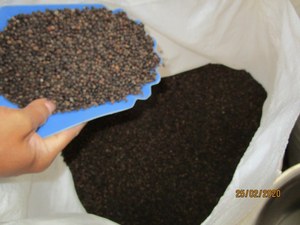Pimienta Negra de Vietnam 500GL, la Más Vendida, Limpia, Seca, Entera, ASTA, Exportación a Granel, Venta al por Mayor, Alto Contenido de Piperina - Product Image 3