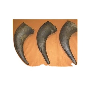 <b>Buffalo</b> <b>Horn</b> and Best Item and Natural <b>Buffalo</b> <b>Horn</b> with Large Size and High Quality Piece Best Price - Product Image 5