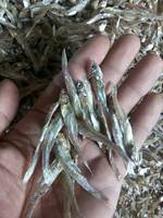 Anchoas Secas de Primera Calidad, Congeladas IQF, Sin Aditivos, a Precio Competitivo - Contacto 0084 989 322 607