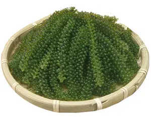 Uvas de mar/CAVIAR verde/Algas Marinas LATO/CAULERPA LENTILLIFERA origen VIETNAM (Ms.Xavia + 84 97 181 2437)