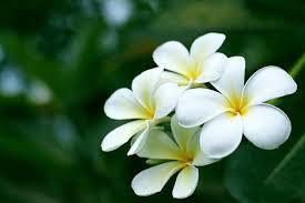 ดอกลีลาวดีแห้ง/ดอกลีลาวดีอัลบ้า/Apocynaceae/ - Product Image 6