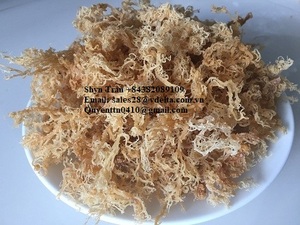 Mousse de mer séchée de haute qualité/Mousse de mer irlandaise d'origine Vietnam-Or Mousse de mer irlandaise Séchée à sec Mousse de mer violette/Shyn Tran - Product Image 4