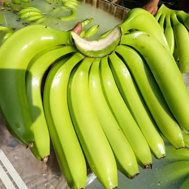 Banana Cavendish Banana Banana Fresca Orgânica