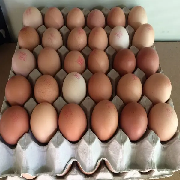 अंडे <span class=keywords><strong>शुतुरमुर्ग</strong></span> अंडे, चिकन अंडे, तुर्की अंडे ताजा तालिका अंडे ब्राउन और सफेद खेत ताजा