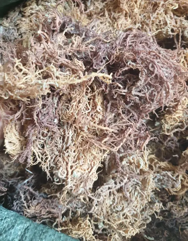 Purple - Golden Seamoss/ Best Price Irish sea moss/ Eucheuma Cottonii Seaweed/Ms. Laura (+84 918509071)