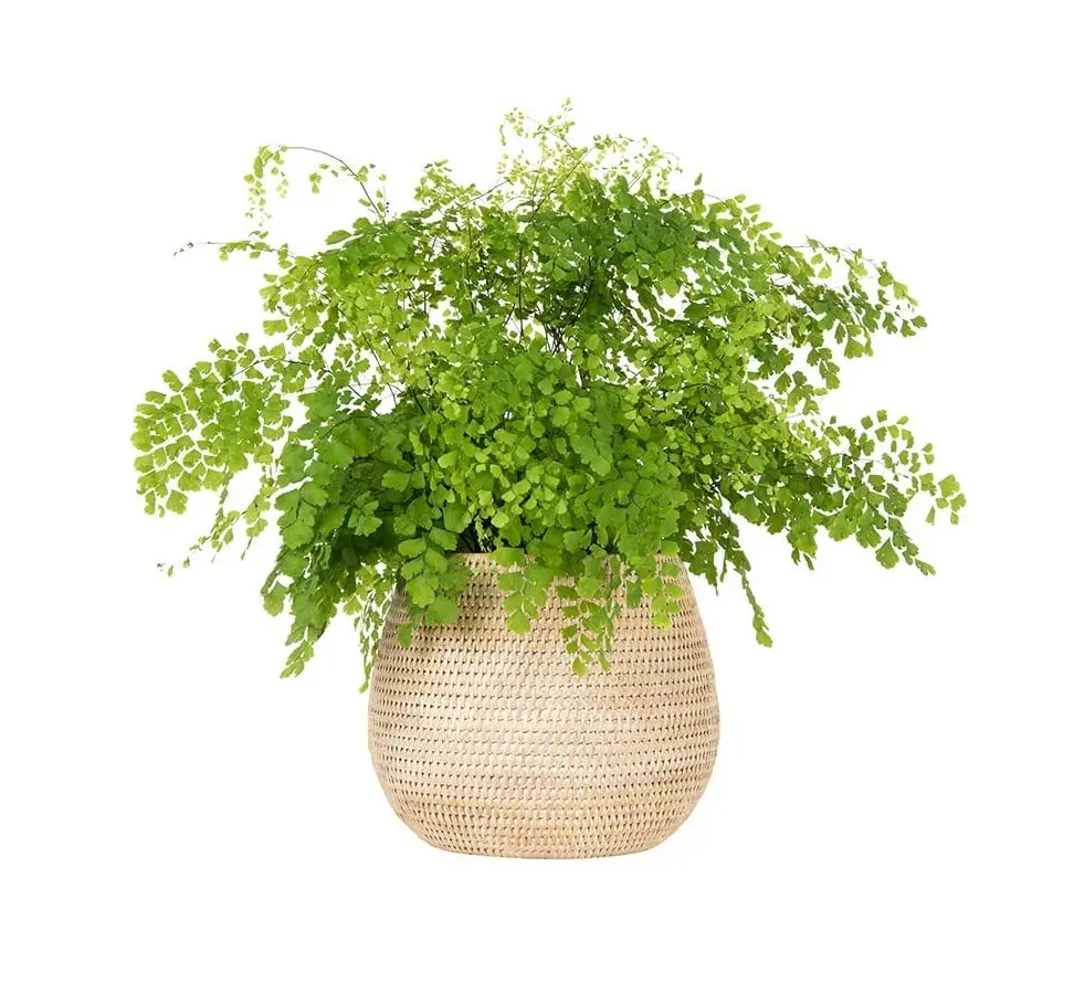 Offre Spéciale nouveau produit robuste fait à la main rond beige rotin pots pour plantes rotin plante stand Vietnam