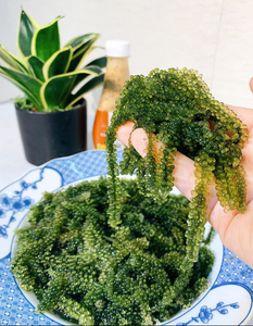 Uva de Mar Vietnamita/Alga Marina Salada/Hana - Product Image 3