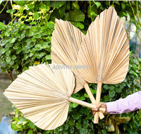 Feuilles de palmier géantes Décoration de fête Palmier naturel avec différentes couleurs Décoration d'intérieur Feuilles de palmier géantes