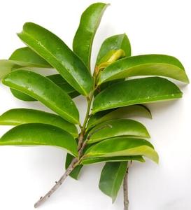 Feuilles de corossol séchées - Product Image 2