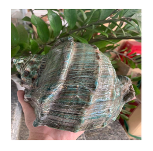 Premium Big Coral Shell para Decoración - Product Image 5