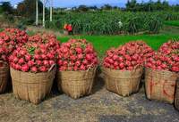 Vers Wit Vlees Drakenfruit Zoete Pitaya Stijl Natuurlijke Oorsprong Soort Vleesvariëteit Grade Fruit-Whatsap 0084 989 322 607