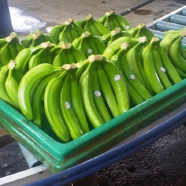 High Quality Fresh Green Cavendish Bananas