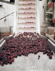 Mejor calidad dulce fresco/congelado delicioso Blackberry grado A-venta al por mayor/A granel - Product Image 3