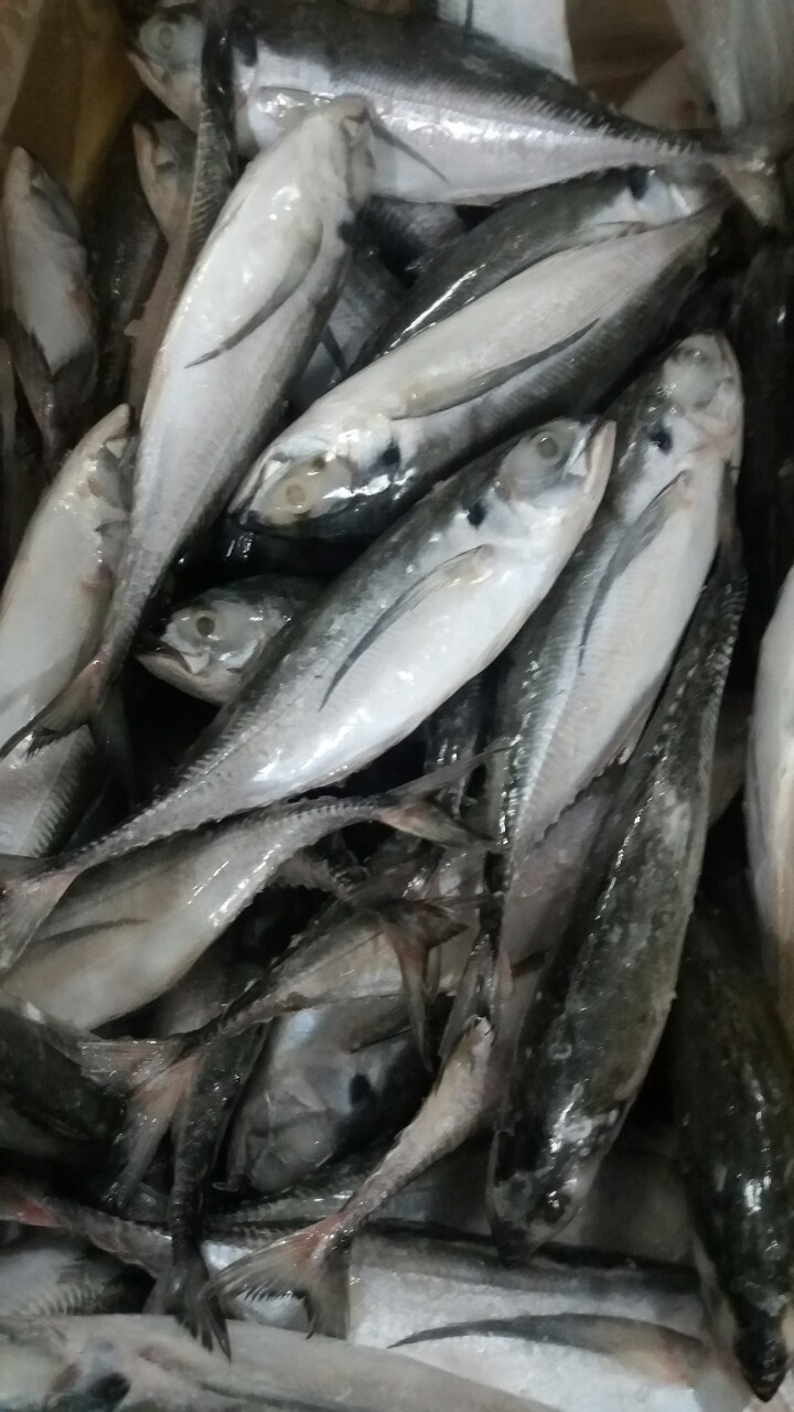 Frozen Horse Mackerel / Fish From Vietnam Cheap Price