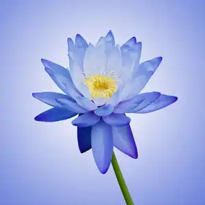 Blue Lotus Absolute oil (Nymphaea caerulea)