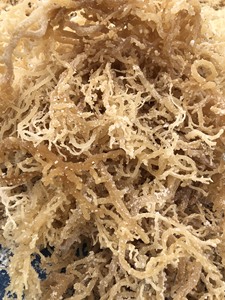 Musgo marino al por mayor bladderwrack/seamoss irlandés/Chondrus seco crispus musgo marino sin sal - Product Image 2