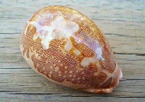 Wholesales Mini Small Golden Cowrie <strong>Shell</strong> in Stock/ Cheap Price tiger Cowrie Seashell Vietnam <strong>Supplier</strong> 99 Gold Data - Product Image 6