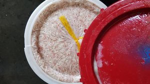 Crevette fermentée et bouclée pour bébés, de haute qualité (meilleur prix), 1 pièce - Product Image 4