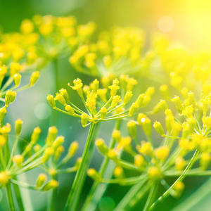 AARNAV GLOBAL EXPORTS Huile essentielle de fenouil pur 100% (certifiée GMP)-Application topique Ingrédient d'arbre à thé Autriche Source - Product Image 5