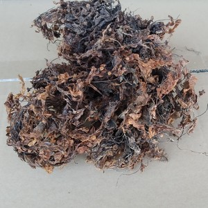 Sargassum-Polvo de algas marinas, fertilizante vietnamita, algas marinas - Product Image 2