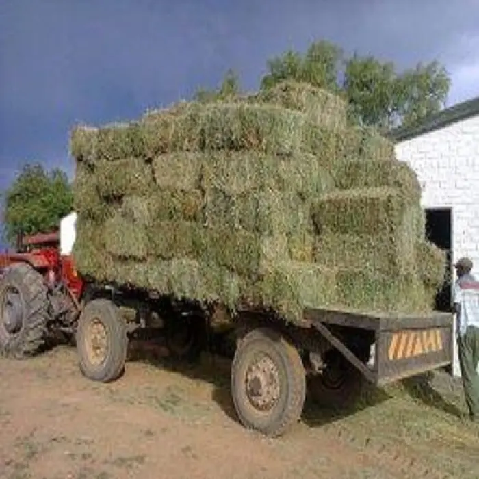 Qualità Premium Turco Balla di Fieno di Erba Medica, di Alta Qualità di Colore Verde Turco Lucerna Fieno, Turco Trifoglio Fieno migliore prezzo