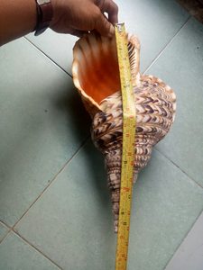 เปลือกหอยเวียดนาม-เปลือกหอยธรรมชาติ-เปลือกหอยสำหรับงานหัตถกรรม - Product Image 3