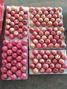 Manzanas Rojas (Gala) Frescas de Granja, 100% Orgánicas, de Primera Calidad, del Mejor Proveedor, Sabor Dulce y Crujiente, Almacenamiento en Frío, Mejor Precio - Product Image 5