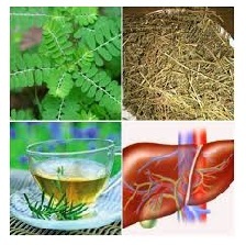 100% PHYLLANTHUS URINARIA SECO NATURAL/GRIPEWEED EN VIETNAM - Product Image 3