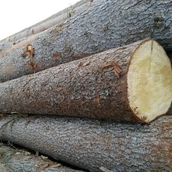 Pinha sawn logs de madeira, madeira, iroko, bolinga, carvalho de todos os tipos