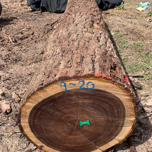 Find High Grade Walnut Logs For Sale For Lumber And Sawing Low Moq New Packaging Alibaba Com