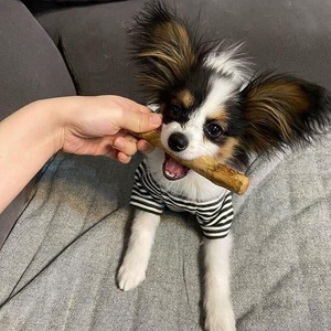 Viet Delta Best Hard & Natural 100% Pure Vietnamese Coffee Wood Dog Chew-Vivian Ha + 84 33 88 20 462 - Product Image 6