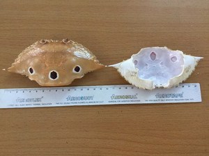 Cáscara de Cangrejo Seca, Fuente Natural de Carbonato de Calcio - Katty - Product Image 6