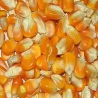White / Yellow Corn / Maize
