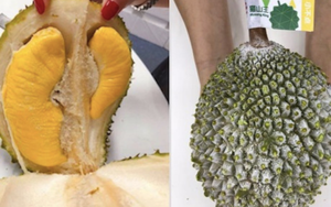 มาตรฐาน iqf ทุเรียนแช่แข็ง-ทุเรียน - Product Image 5