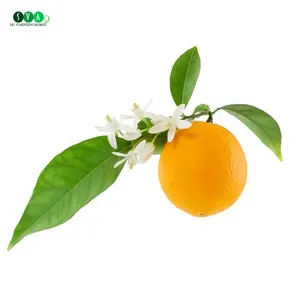 Bulk Exporter of Top Quality Pure Natural Organic Essential Neroli Flower Oil